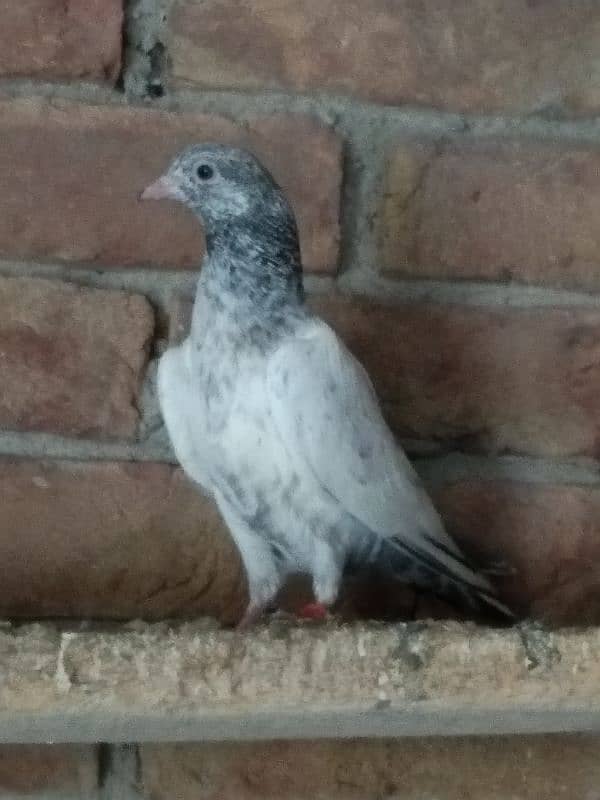 High fly pigeons for sale 1