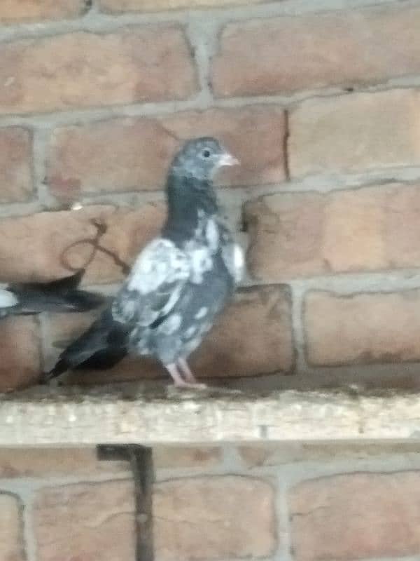 High fly pigeons for sale 2