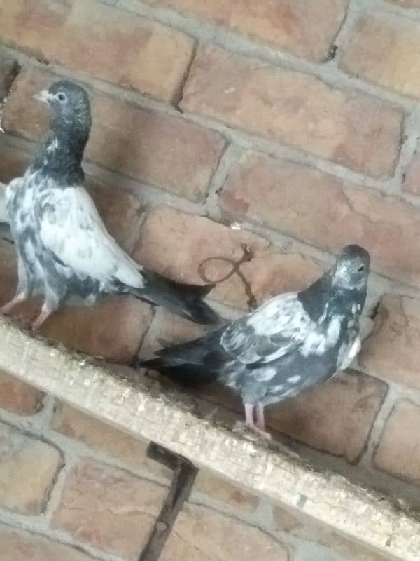 High fly pigeons for sale 3