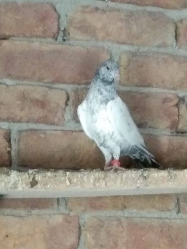 High fly pigeons for sale 4