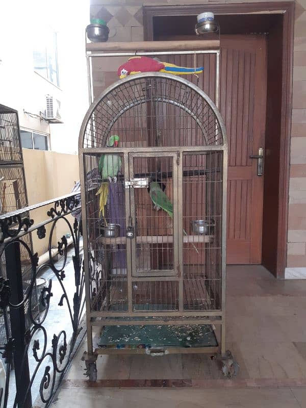 Pair Raw Parrots WITH Cage 5