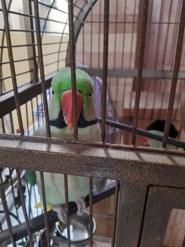 Pair Raw Parrots WITH Cage 7