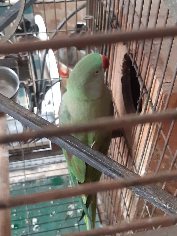 Pair Raw Parrots WITH Cage 8