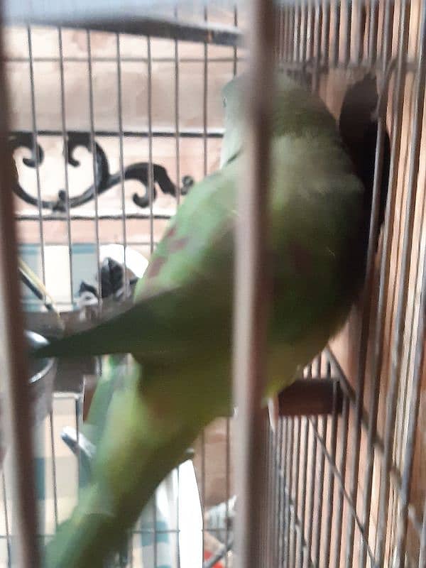 Pair Raw Parrots WITH Cage 9