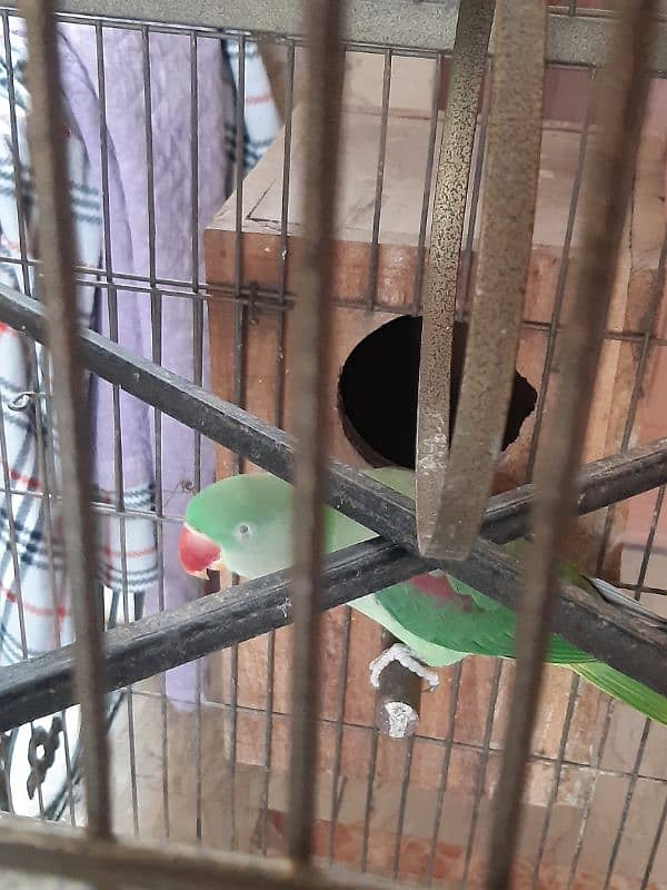 Pair Raw Parrots WITH Cage 10