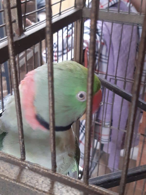 Pair Raw Parrots WITH Cage 11