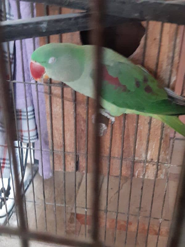 Pair Raw Parrots WITH Cage 13