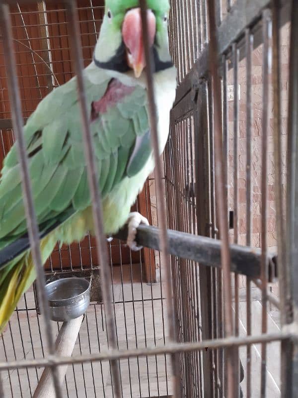 Pair Raw Parrots WITH Cage 14