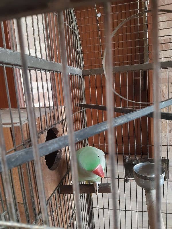 Pair Raw Parrots WITH Cage 17