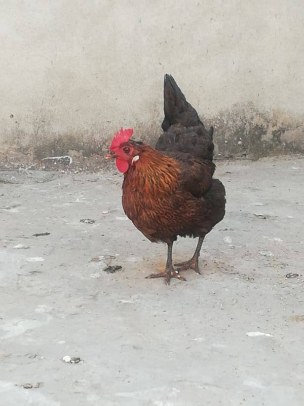 golden misri egg laying hen for sale  rawalpindi 0