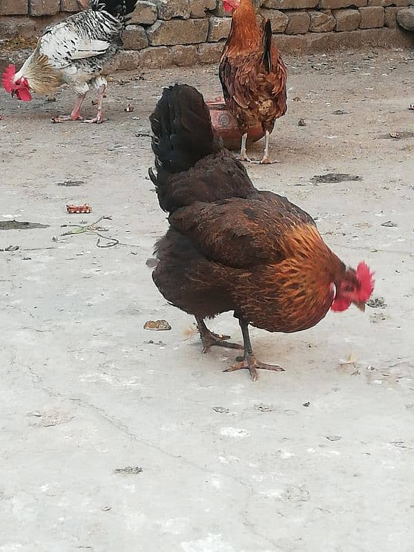 golden misri egg laying hen for sale  rawalpindi 1