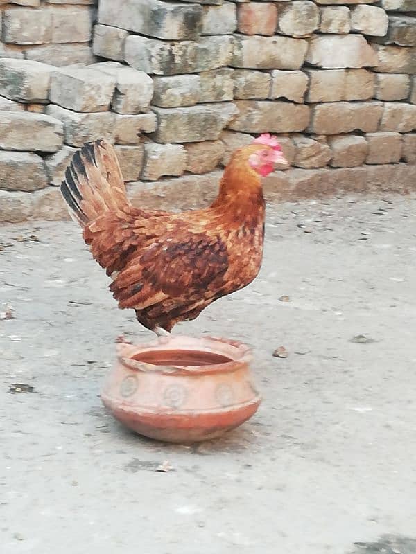 golden misri egg laying hen for sale  rawalpindi 2