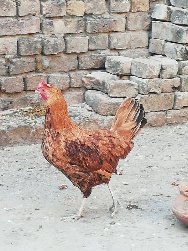 golden misri egg laying hen for sale  rawalpindi 3