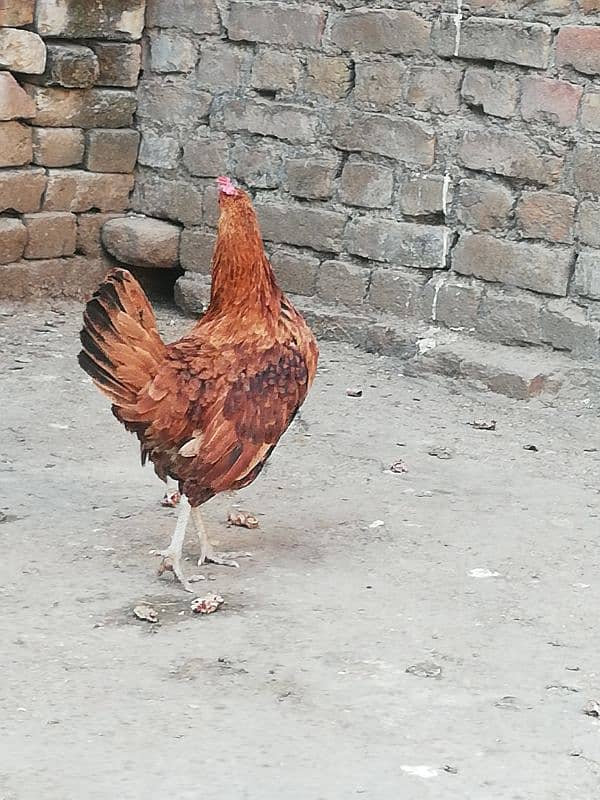 golden misri egg laying hen for sale  rawalpindi 4