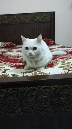 Female Persian Cat with Blue Eyes