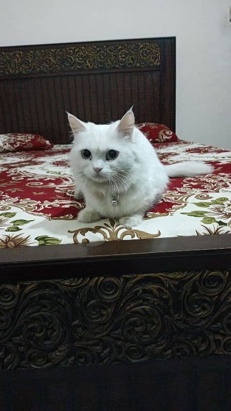 Female Persian Cat with Blue Eyes 0