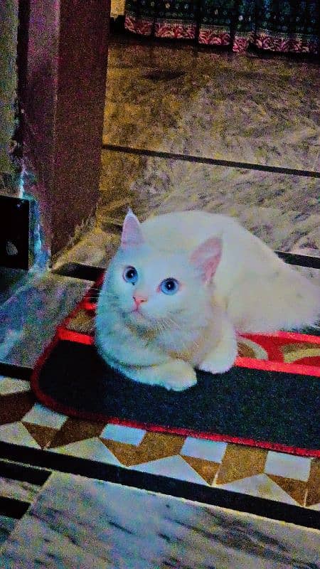 Female Persian Cat with Blue Eyes 1