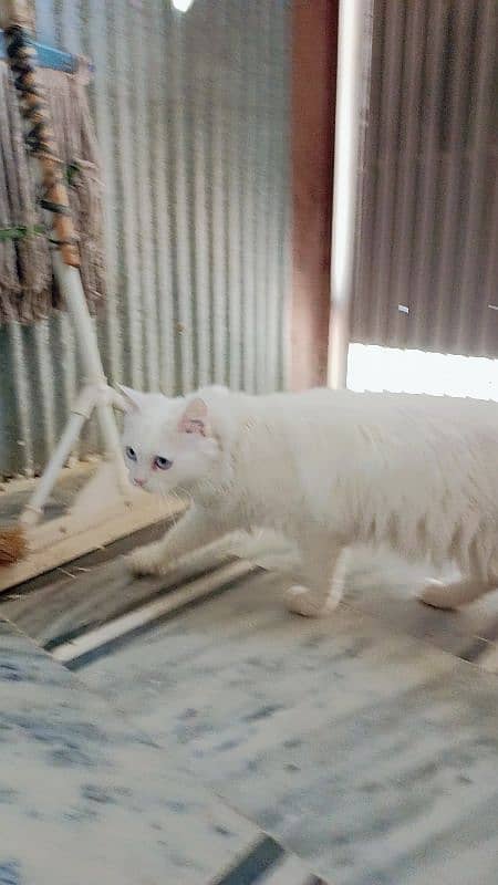 Female Persian Cat with Blue Eyes 3