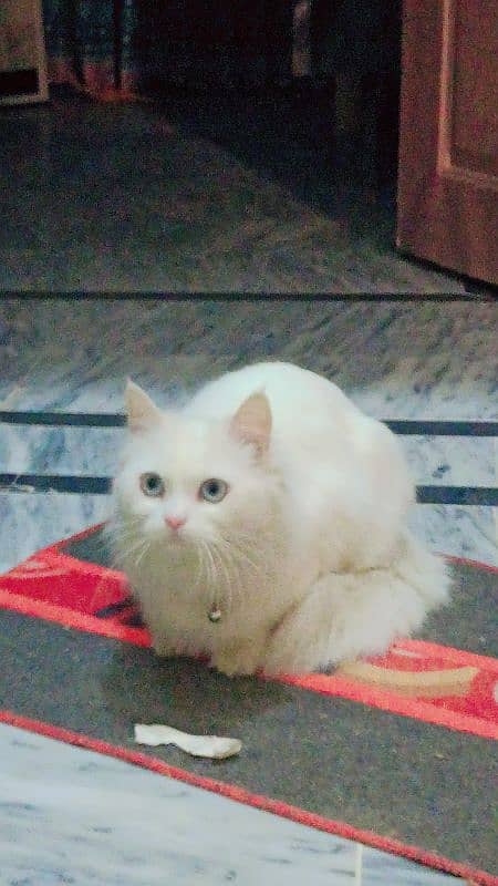 Female Persian Cat with Blue Eyes 4