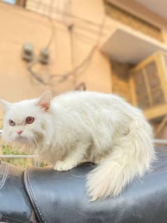 Persian Cat|Cute|Persian Kitten|Kitten For Sale|Cate For Sale