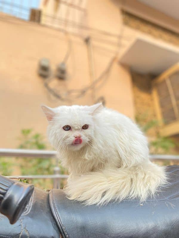 Persian Cat|Cute|Persian Kitten|Kitten For Sale|Cate For Sale 1