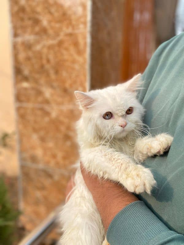 Persian Cat|Cute|Persian Kitten|Kitten For Sale|Cate For Sale 3