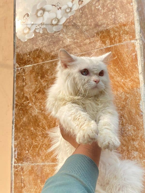 Persian Cat|Cute|Persian Kitten|Kitten For Sale|Cate For Sale 4