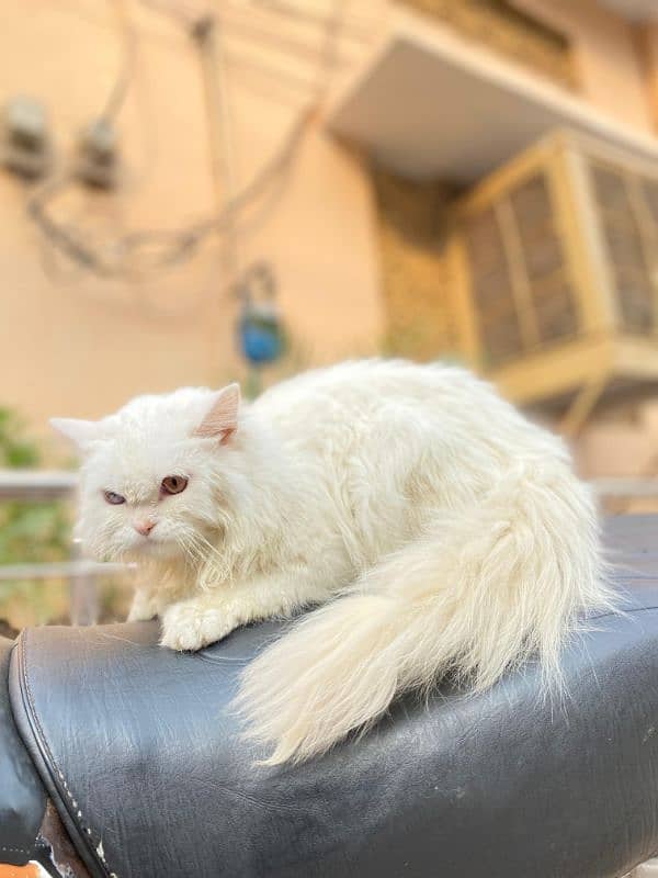 Persian Cat|Cute|Persian Kitten|Kitten For Sale|Cate For Sale 5