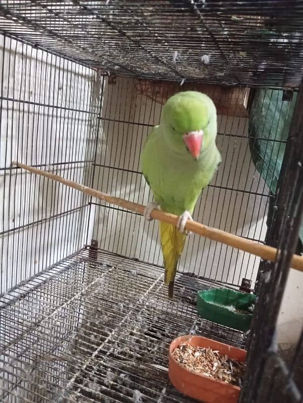 green parrots for sale 0