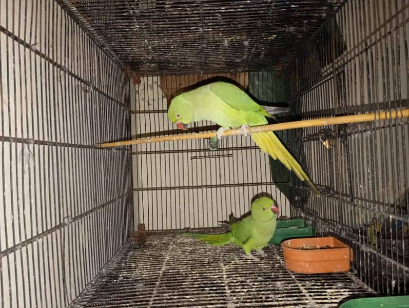 green parrots for sale 1