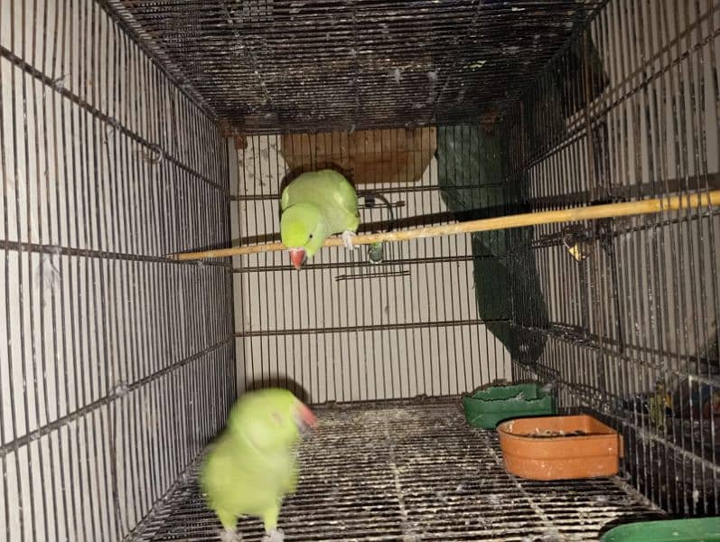 green parrots for sale 2