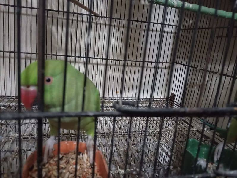 green parrots for sale 3