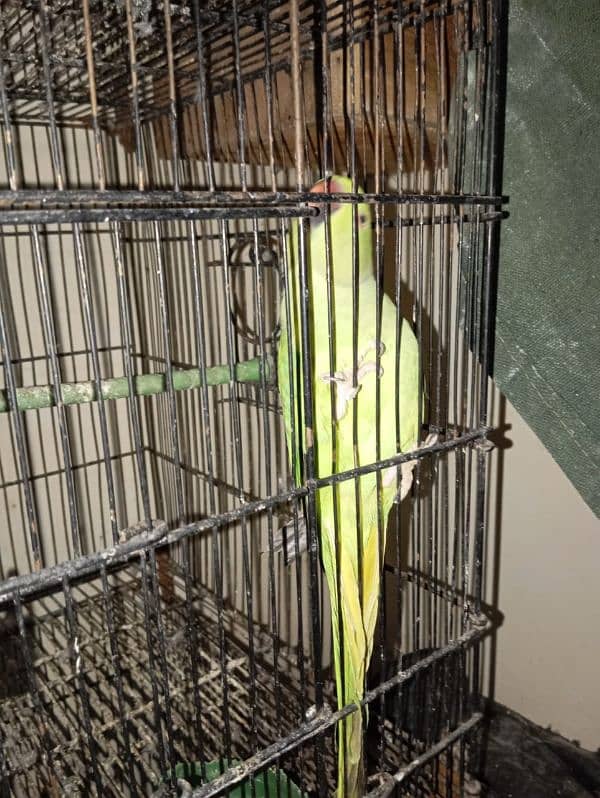 green parrots for sale 4