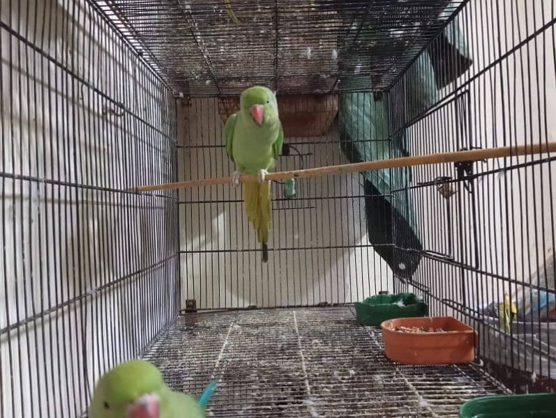 green parrots for sale 5