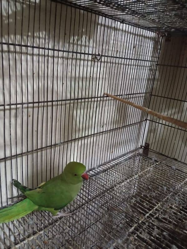 green parrots for sale 6