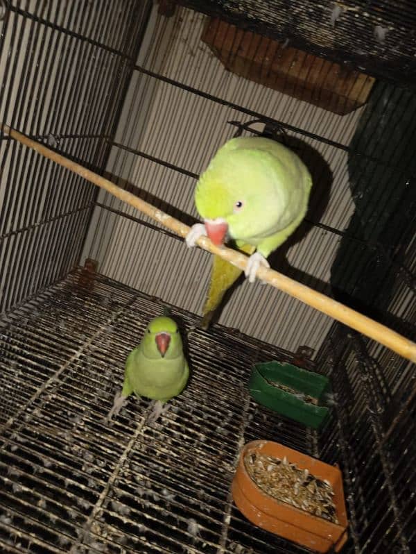 green parrots for sale 7