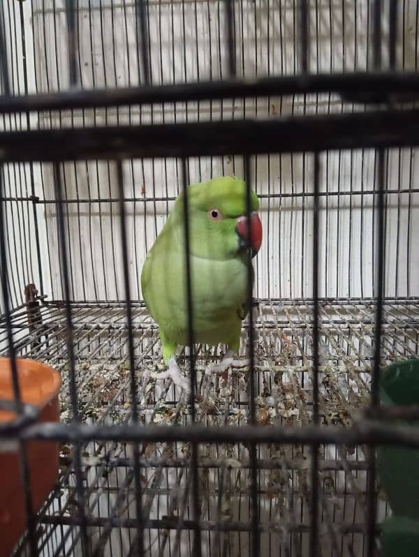 green parrots for sale 8