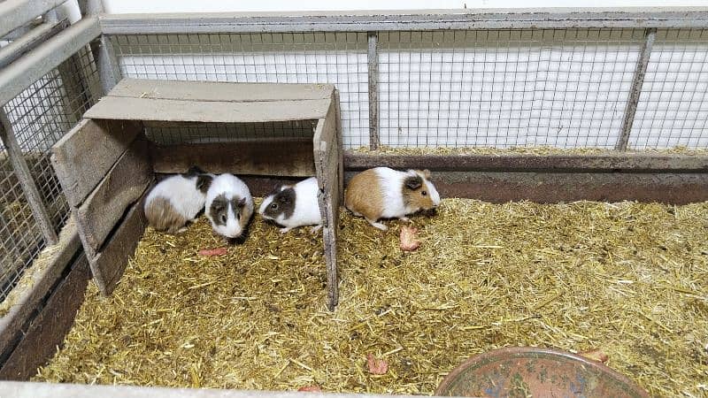 Breeder Guinea Pig 1