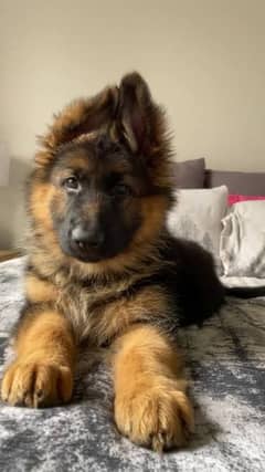 German Shepherd Puppies for Sale in Bangalore Whatsapp 03221185228