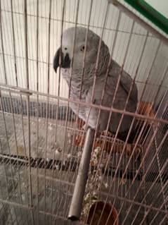 african grey