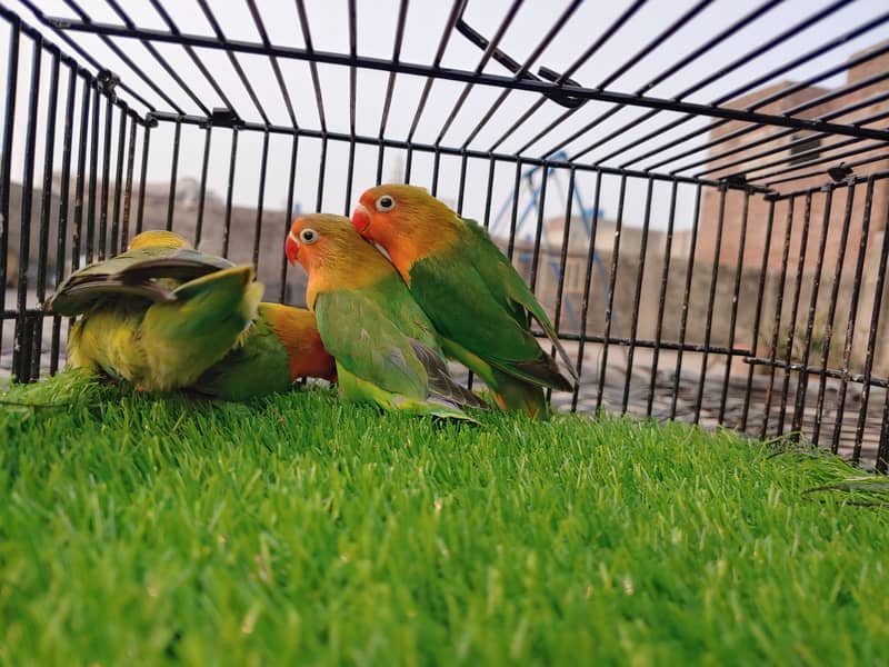 Albino Red Eye - Parblue Opaline Green Blue Fisher Lovebird - Seed Pot 0