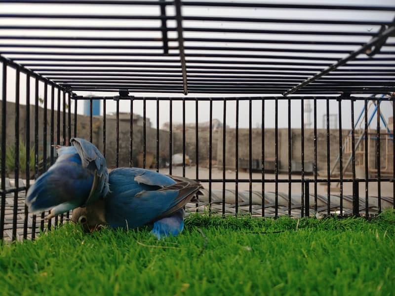 Albino Red Eye - Parblue Opaline Green Blue Fisher Lovebird - Seed Pot 1