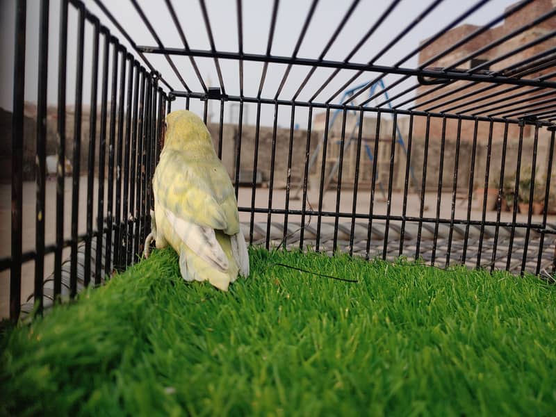 Albino Red Eye - Parblue Opaline Green Blue Fisher Lovebird - Seed Pot 2