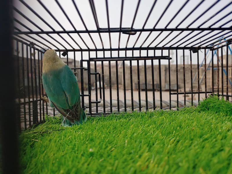 Albino Red Eye - Parblue Opaline Green Blue Fisher Lovebird - Seed Pot 3