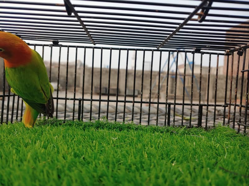 Albino Red Eye - Parblue Opaline Green Blue Fisher Lovebird - Seed Pot 4