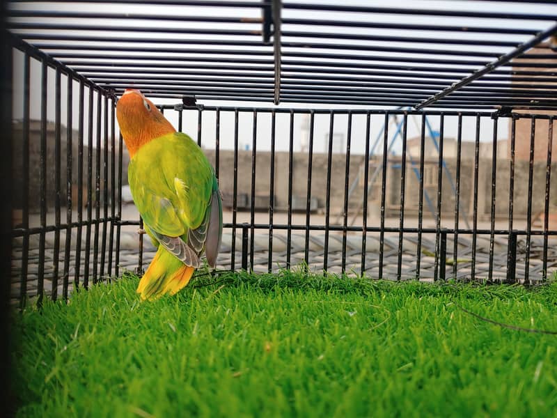 Albino Red Eye - Parblue Opaline Green Blue Fisher Lovebird - Seed Pot 5