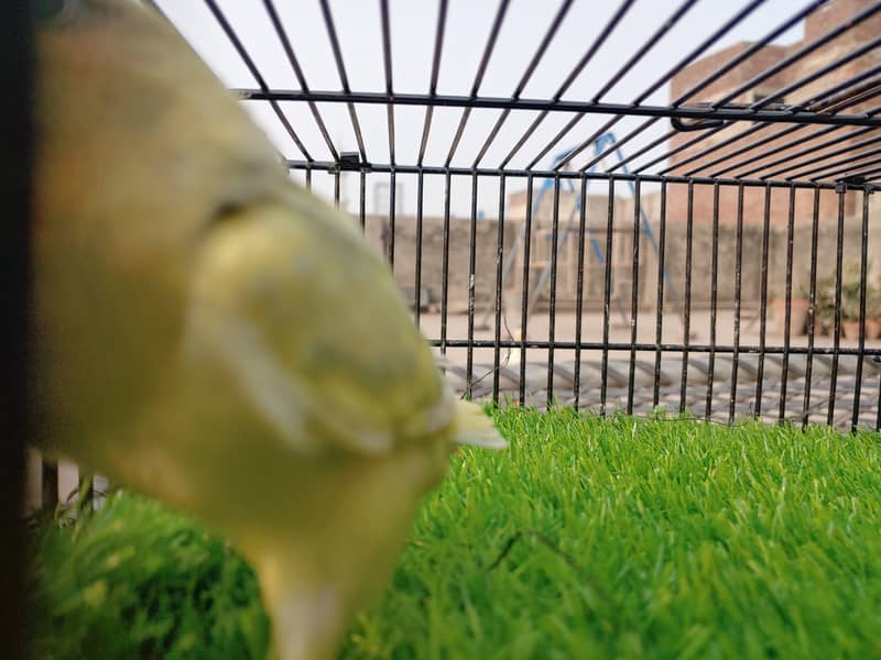 Albino Red Eye - Parblue Opaline Green Blue Fisher Lovebird - Seed Pot 7