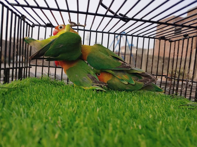 Albino Red Eye - Parblue Opaline Green Blue Fisher Lovebird - Seed Pot 9