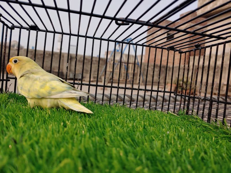 Albino Red Eye - Parblue Opaline Green Blue Fisher Lovebird - Seed Pot 10