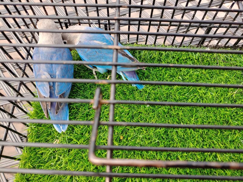 Albino Red Eye - Parblue Opaline Green Blue Fisher Lovebird - Seed Pot 11